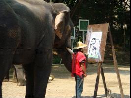Elephants-ChiangMai