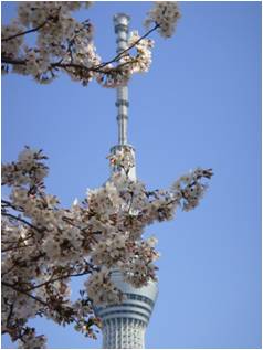 Sakura-TokyoSkyTree2012