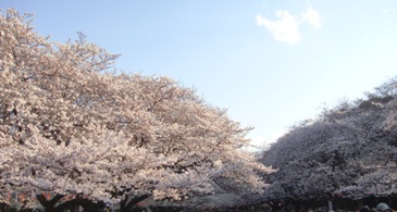 sakura2012