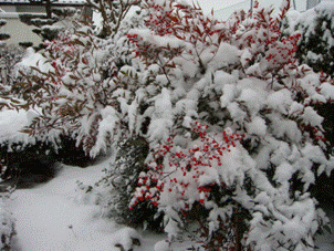 雪景色 at田舎