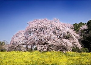 freefoto14