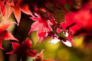 maple-1798510_640