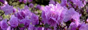 rhododendron-2146967_640