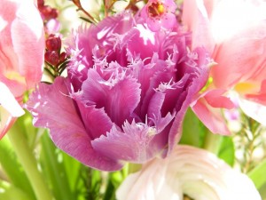 tulips-2122010_640