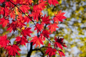 autumn-leaves-2789234_640