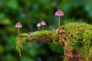 mushroom-2798150_640
